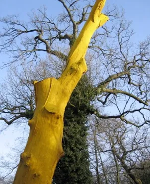 Landart — Goldener Baum — Januar